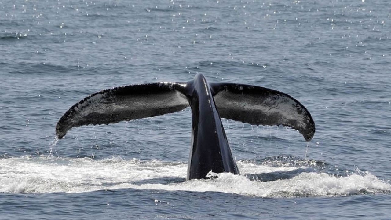 La ballena azul vuelve a Galicia.Un cargamento de carbn