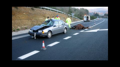 «Se registran frecuentemente accidentes como consecuencia del paso de animales», dice la Xunta en la licitación de la mejora de la seguridad vial en A Gañidoira 