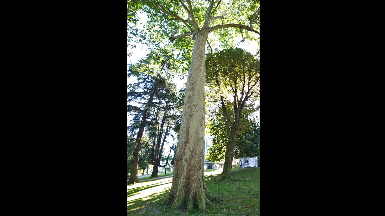 Este plátano de sombra es la cima del Campo San Francisco de Oviedo: tiene unos 40 metros de altura