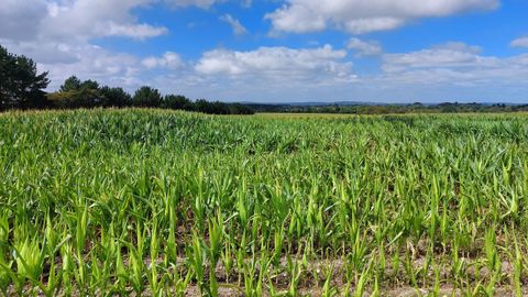 Finca de maíz en la zona de O Arneiro, en el municipio de Cospeito