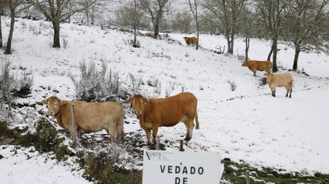 Nieve en Montederramo (Ourense).