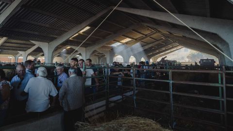 Exposición y concurso de ganado bovino en Castro Caldelas