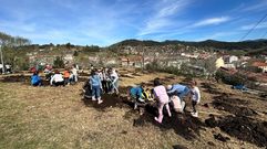 Escolares de Ponte Caldelas plantando árboles en el monte comunal de Cuñas