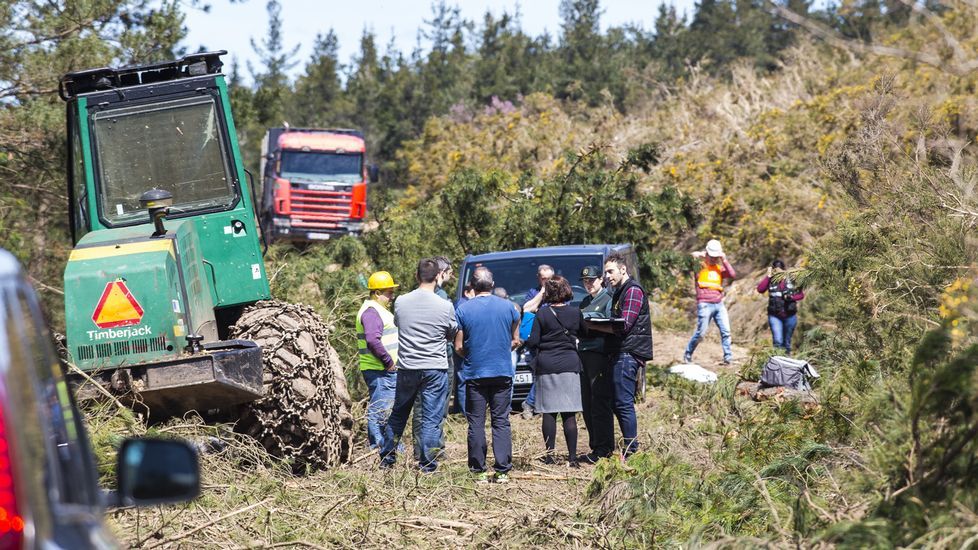 Intensa actividad protocolaria en poco m�s de tres meses.Estampas ins�litas. En la foto de la izquierda la jabalina amamanta a sus cr�as en la finca del Ponte da Virxe de la que tuvieron que ser liberadas con ayuda de los vecinos. A la derecha, el talud que no daban superado los jabatillos para poder seguir a la madre. 