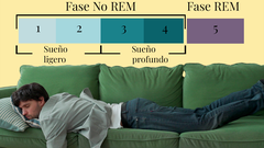 La siesta ideal depende mucho de las distintas fases del sueo