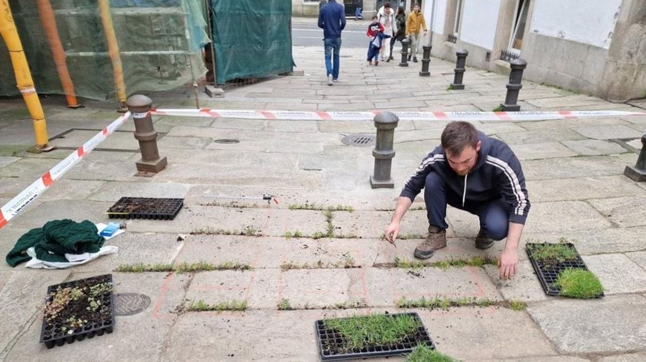 Adular Planta de semillero adecuado Estudian el comportamiento colonizador de las plantas en el pavimento del  casco histórico de Santiago