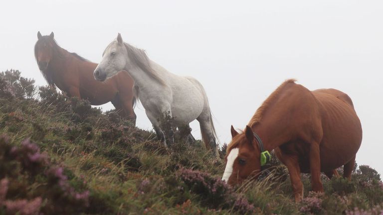 La paradoja de los caballos en la Serra do Xistral: menos ejemplares y más medios para controlarlos