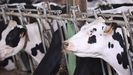 Medio Rural entiende que resulta insuficiente los 40 euros que se prevn por cada vaca nodriza de leche como las de la foto