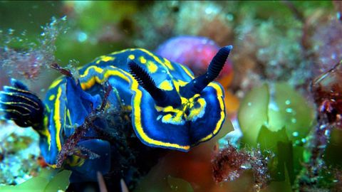 Un nudibranquio de colores azul y amarillo en el fondo de las islas Cíes.