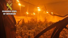 Dos detenidos en Sobrado dos Monxes por cultivar cerca de 800 plantas de marihuana