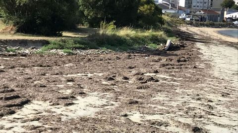 El Concello de O Vicedo explica que está prohibido retirar las toneladas de algas que tapizan la playa de Fomento mientras no estén putrefactas