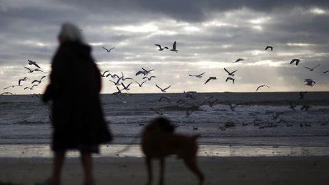 Centenares de gaviotas vuelan sobre una playa de Francia.