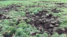El jabal suele levantar la hirba que crece en los prados, como se ve en la imagen